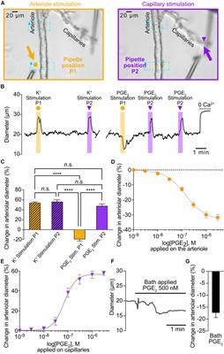 Prostaglandin E2 Dilates Intracerebral Arterioles When Applied to Capillaries: Implications for Small Vessel Diseases